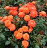 Melody Maker rose photo