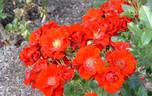 Keep In Touch rose photo