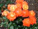 Unicef rose photo