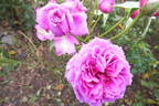 Scented Air rose photo