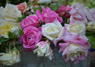 Climbing White Maman Cochet rose photo