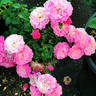 Happy Trails rose photo