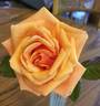 High Sheriff rose photo