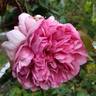 Georges Cuvier rose photo