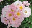 Pink Cottage rose photo