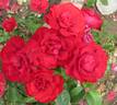 Corrida® rose photo