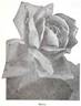 Glorio rose photo