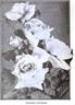 Citronelle rose photo