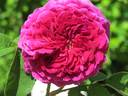 Belle Herminie rose photo