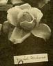 Muriel Grahame rose photo