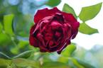 Will Rogers rose photo
