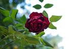 Will Rogers rose photo