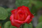 Princess Diana rose photo