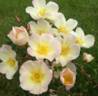 Paimio rose photo