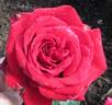 Imperator rose photo