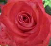 Vera Johns ® rose photo