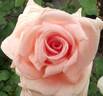 Summer Lady ® rose photo