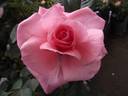 Colchester Beauty rose photo