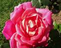 Mary Wise rose photo
