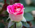 Whimsy rose photo