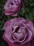 Muriel Robin ® rose photo