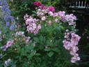 Heinrich Conrad Söth rose photo