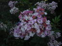 Heinrich Conrad Söth rose photo