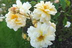Thisbe rose photo
