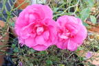 Melrose rose photo