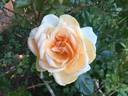 Lady Huntingfield rose photo