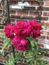 Eutin rose photo