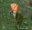 Sonora rose photo