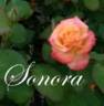 Sonora rose photo