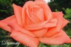 Dynasty rose photo