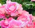 Pompon rose photo