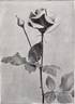 Rhea Reid rose photo