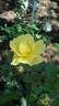 Poulsen's Yellow rose photo