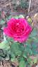 Red Better Times rose photo