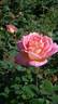 Recuerdo de Felio Camprubi rose photo