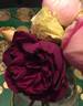 Reine Marguerite d'Italie (Hybrid Tea, Soupert rose photo