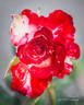 Dreamsicle ™ rose photo