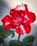 Dreamsicle ™ rose photo