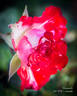 Dreamsicle ™ rose photo
