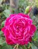 Cherry Drop rose photo