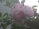 Stadtrat Stüdemann rose photo