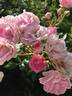 Stadtrat Stüdemann rose photo