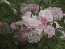 Stadtrat Stüdemann rose photo