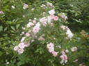 Stadtrat Stüdemann rose photo