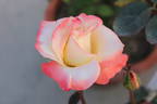 Lynette rose photo