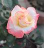 Lynette rose photo